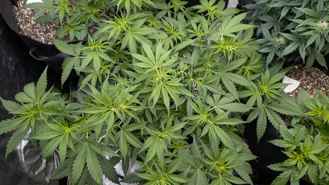 Strawberry Cheesecake Seedsman Seeds Autoflowers x2 — flower, day 42