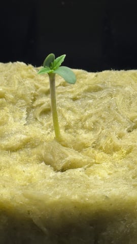 Northern Lights  — germination, day 7