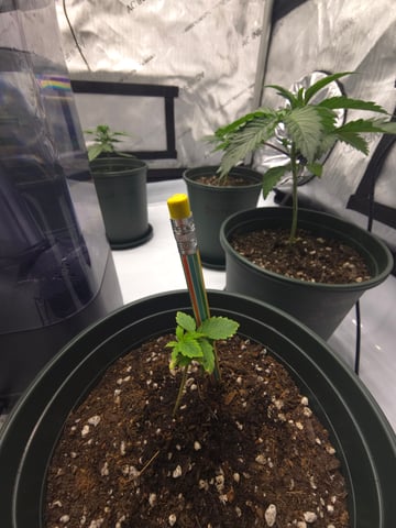 Homegrown - 🍒 🥧 & GSC Auto, 🚀 Seeds 🍌 Buttercups  — vegetative, day 22