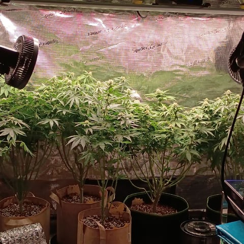 TentPlantLightFan — flower, day 95