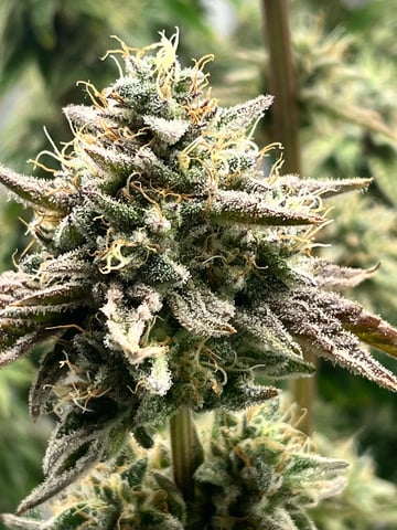 Humboldt Chicken N Wafflez — flower, day 95