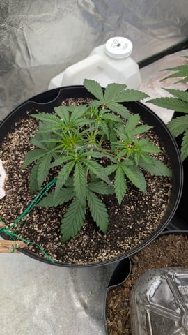 Mixed Grow — grow_setup, day 34