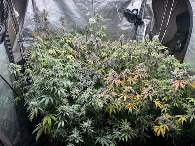 7 Strains 14 Plants 