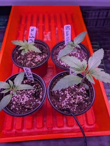 first grow - autoflower — germination, day 27