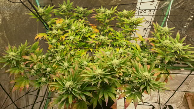 Blackberry Kush — flower, day 92