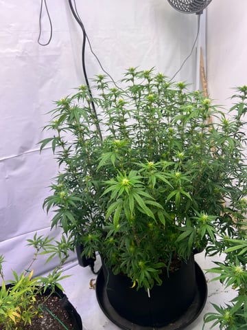 Indoor Grow  — flower, day 62