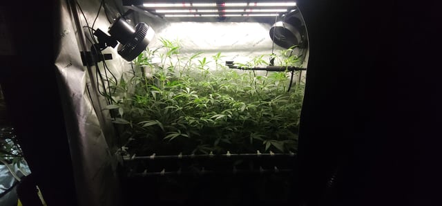 Prepare the clones! — flower, day 32