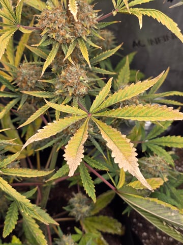 Pull my finger and Mowie Wowie — grow_setup, day 103