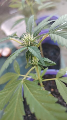 permanent marker feminised  — flower, day 36