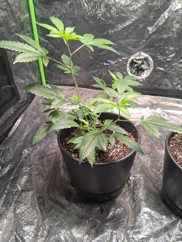 S&D  First Grow — vegetative, day 2