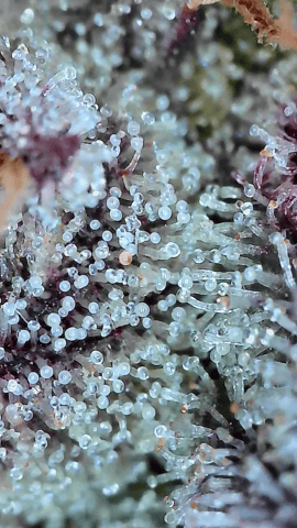 Looking for advice! — flower, day 95