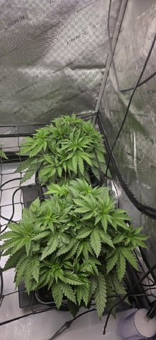 Maple Nectar  — vegetative, day 33
