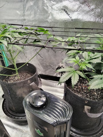 LSD Auto — flower, day 14