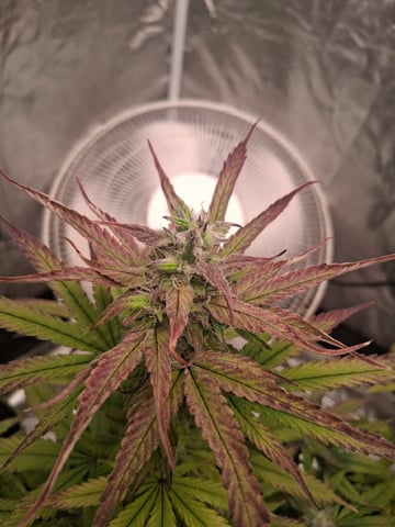 Panama Red Regular Jamaican Landraces — flower, day 56