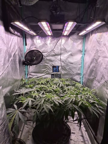 zlurricane blast — flower, day 67