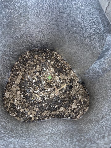  Tropicana Cherry  — seedling_rooting, day 3