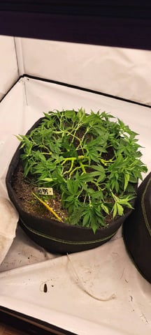 First Grow with the new setup  — flower, day 49