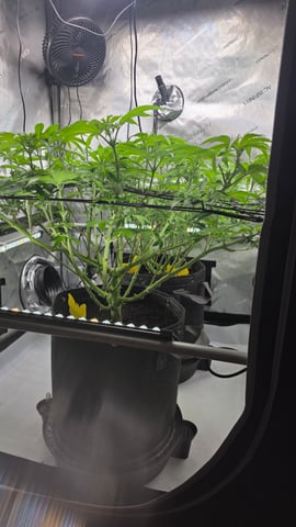 ethos genetics  — flower, day 77