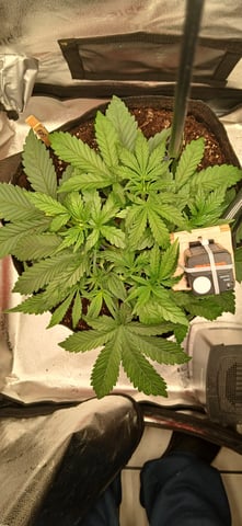 newest ggs setup grow — vegetative, day 27