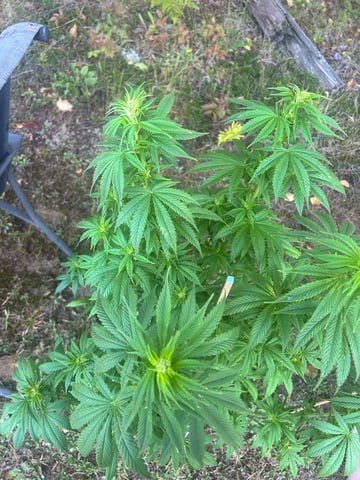 White Widow Twins — flower, day 84