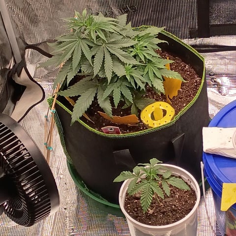 TentPlantLightFan — vegetative, day 40