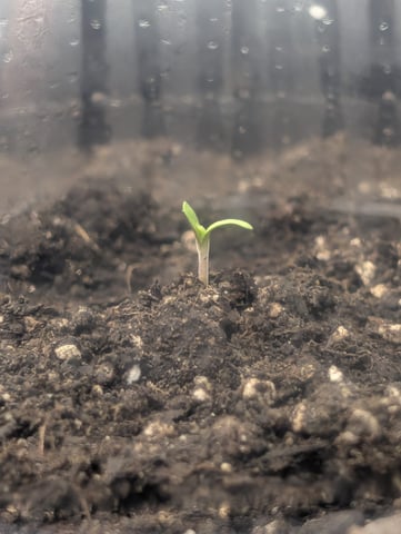Grow #4 — seedling_rooting, day 4