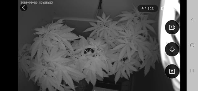 "NO CHEMA CUH" — flower, day 50