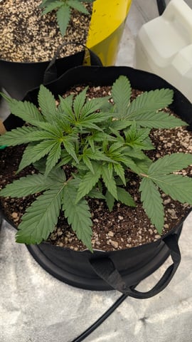 Mixed Grow — grow_setup, day 29