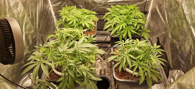 New Strains — vegetative, day 46