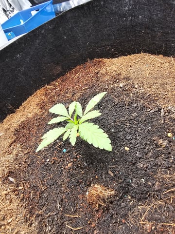 Swiss 1 — vegetative, day 2