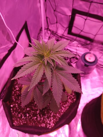 CountryG  — seedling_rooting, day 39