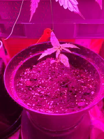 Banana  — vegetative, day 22