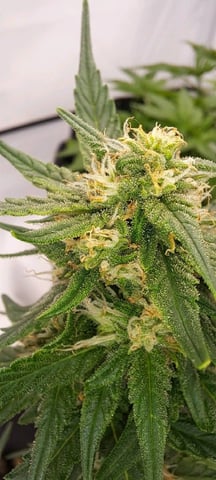 First Grow with the new setup  — auto, day 53