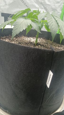 Critical Purple Kush — vegetative, day 41