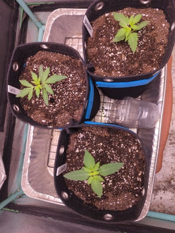 Autos — vegetative, day 4