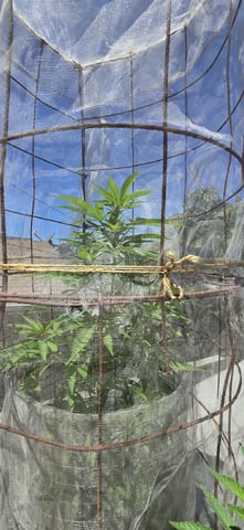 CzechsMex 2.0 — vegetative, day 173