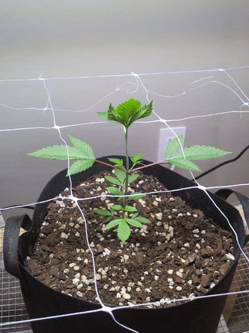 Audrey III — vegetative, day 51