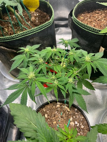 32oz Container Grow — auto, day 16
