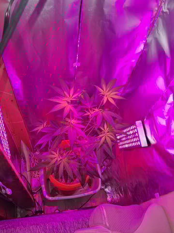 first grow 