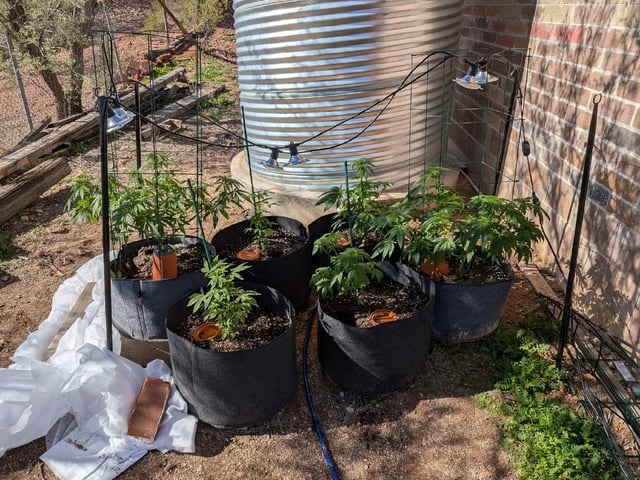 October Start — flower, day 83