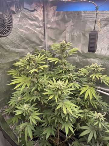 Oreo_BMG#2 — grow_setup, day 2