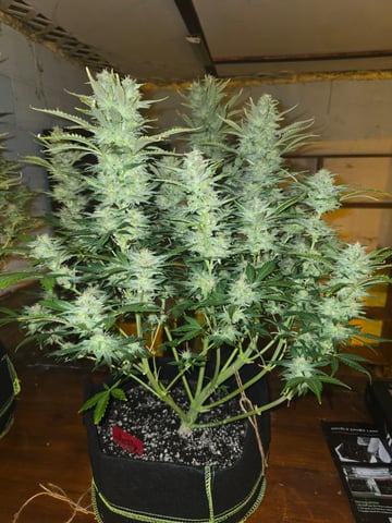 2nd Autoflower Indoor Grow — flower, day 76