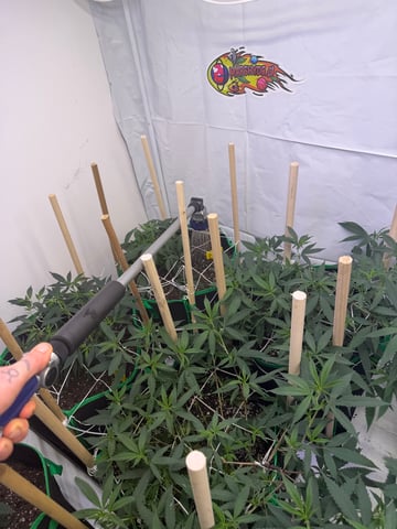 Indoor Grow  — vegetative, day 129