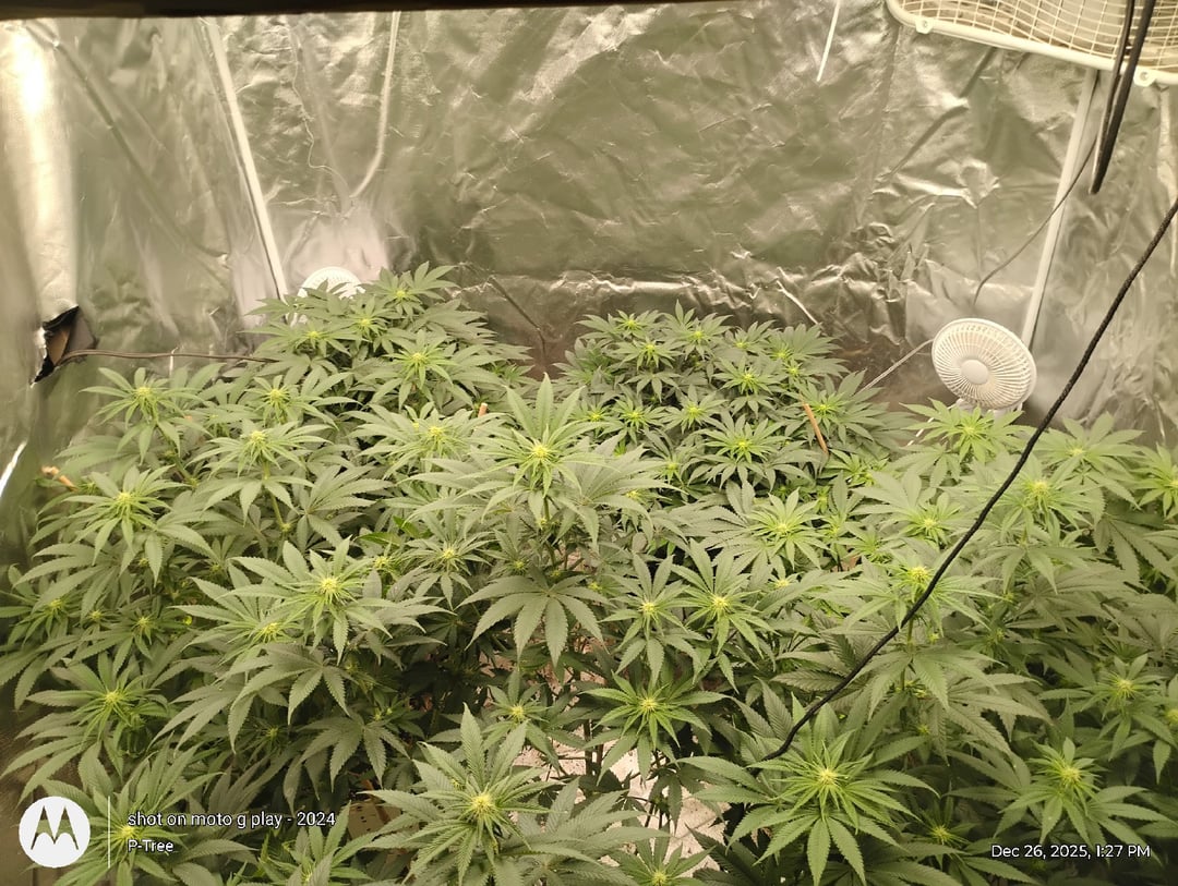 THE KRUX Multipack ETHOS