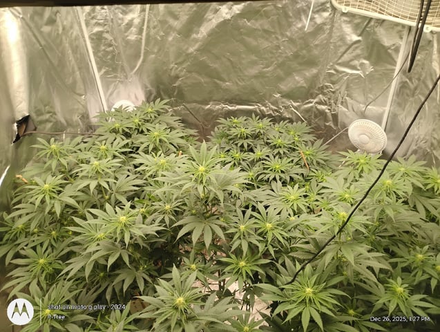 THE KRUX Multipack ETHOS — flower, day 1