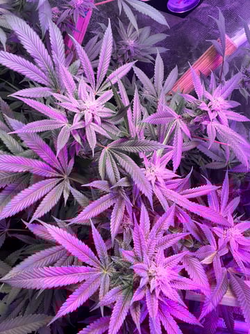 white 🕷️  — flower, day 127