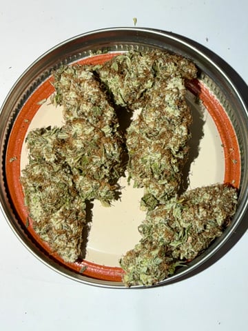 Indoor Grow  — harvest, day 128