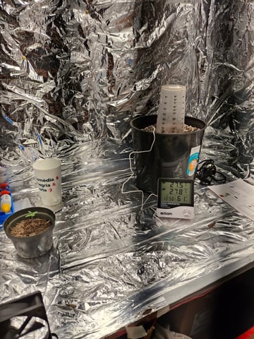 1st Grow - ROYAL MOBY (indoor)(photop.) — germination, day 1