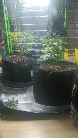 Gelato & Amnesia  — vegetative, day 32