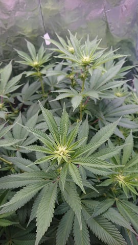 Closet grow  — vegetative, day 43